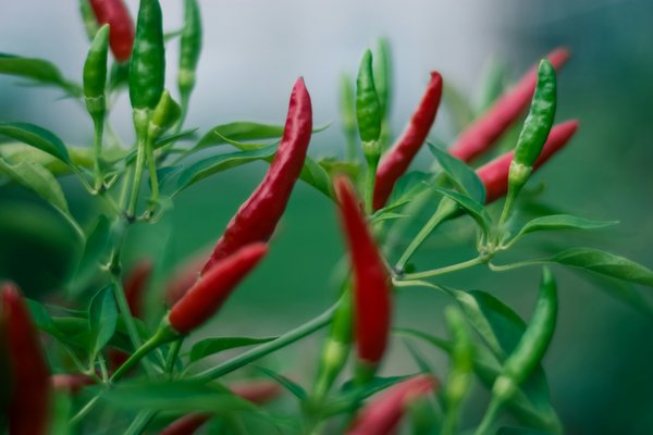 Can You Grow a Successful Spice Garden Indoors During UK's Winters?