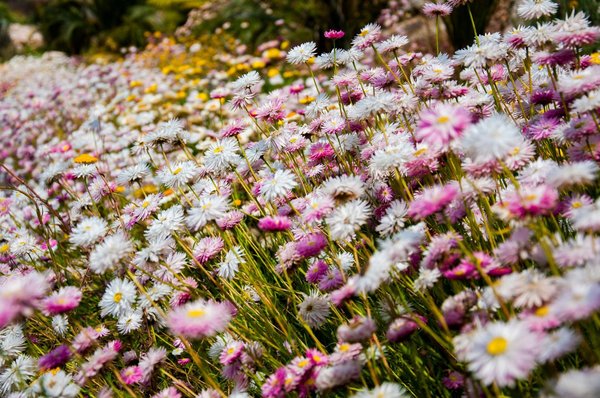 What are the best perennial flowers for a UK garden that bloom in late autumn?