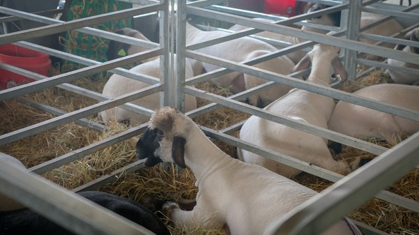 What are the detailed procedures for reporting animal cruelty in London in 2023?