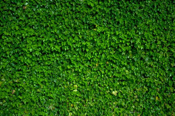 What factors should be considered when installing a green wall in an urban flat in London?